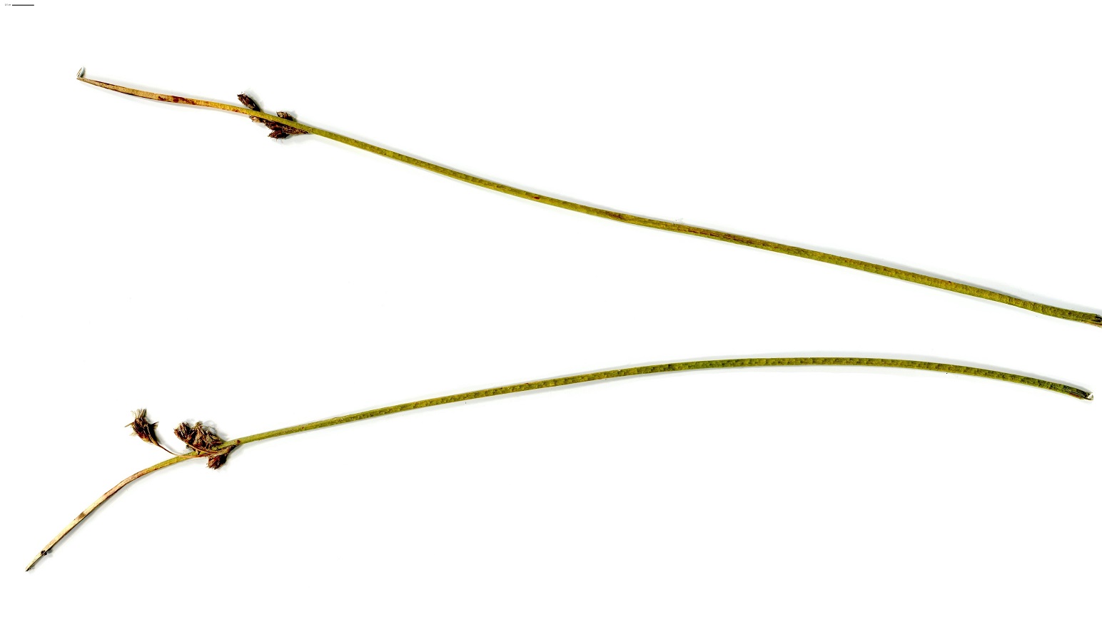 Schoenoplectus tabernaemontani (Cyperaceae)